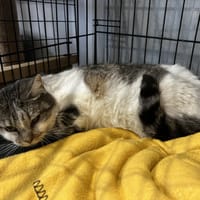 LOUVE (réservée), chatte à adopter