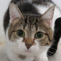 MICHA (réservé), chatte à adopter