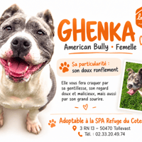 Ghenka, chienne à adopter