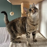Opale, chatte à adopter
