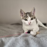 CESAR, chat à adopter