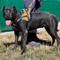 YUMI, chienne à adopter