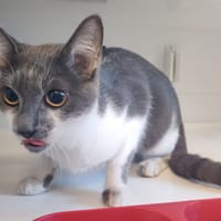 PEHO, chatte à adopter