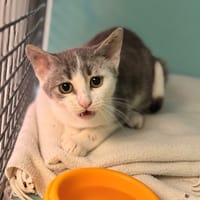 Riley [Chaton], chat à adopter