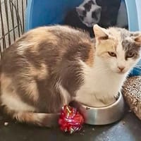 BAIKA, chatte à adopter