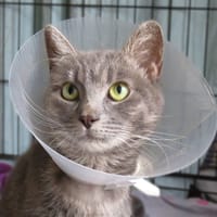 DALLAS, chat à adopter