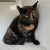 Crystal, chatte à adopter