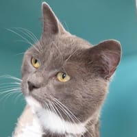 BALTHAZAR, chat à adopter