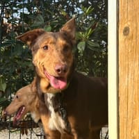 VELOURS, chien à adopter
