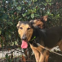 CANYON, chien à adopter