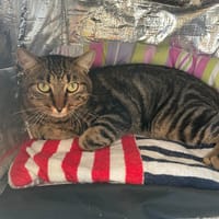 KIMKO, chat à adopter