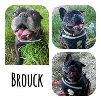 BROUCK, chien à adopter