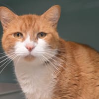 Berlioz CAB5489, chat à adopter