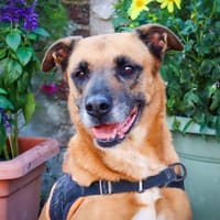 VALDI, chienne à adopter