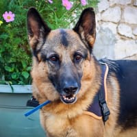 NEWTON, chien à adopter