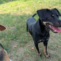 Cola, suczka do adopcji