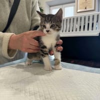 Fokstrot, kot do adopcji