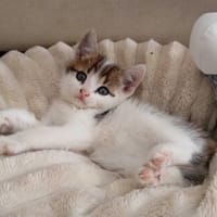 Romek, kot do adopcji
