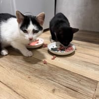 Charlie, kot do adopcji