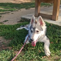 bella, chienne à adopter