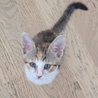 NANIE, chatte à adopter