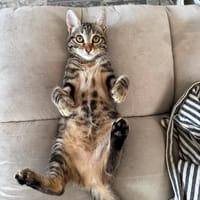 Luciole, chatte à adopter