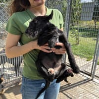 Borowik, pies do adopcji