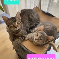 YUJI ET MEGUMI À ADOPTER ENSEMBLE, chatte à adopter