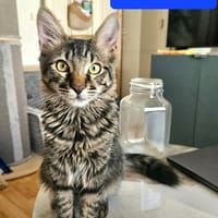 CEYLON À ADOPTER AVEC UN COPAIN CHAT, chat à adopter