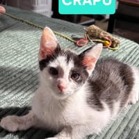 CRAPU À ADOPTER AVEC UN CHAT DÉJÀ PRÉSENT CHEZ VOUS, chat à adopter