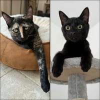 JASMIN et MARGUERITE, chat à adopter