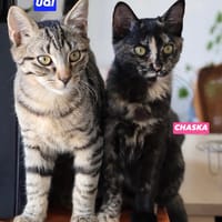 CHASKA ET UQI À ADOPTER EN DUO, chat à adopter