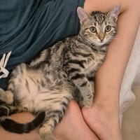 CHLOÉ, chatte à adopter