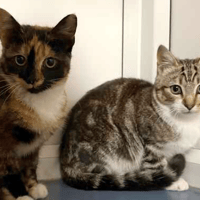 Shabby and Suede, cat to adopt