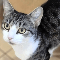 Silver and Paws, cat to adopt