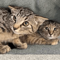 Mac and Cheese, cat to adopt