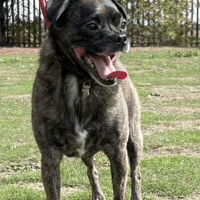 Reggie, dog to adopt