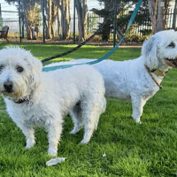 Gazza and Totty, female dog to adopt