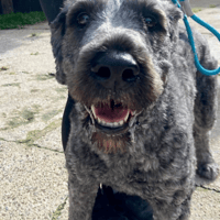 Lily, female dog to adopt