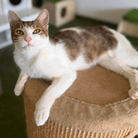 Mona, female cat to adopt