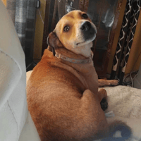 Katie, female dog to adopt