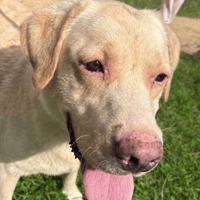 George, dog to adopt
