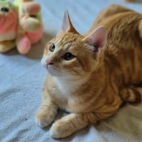 Benji, chat à adopter