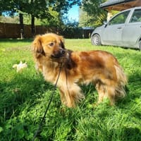 Merida, suczka do adopcji