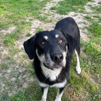 poppy, chienne à adopter