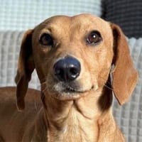 Taco wer schenkt diesem charmanten Dackel-Mix, Hund zur Adoption