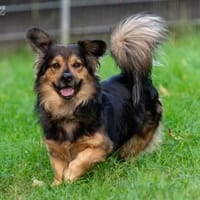 Bobby, Hund zur Adoption