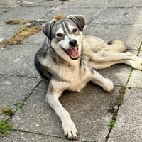 Kenai sucht seine Familie, Hund zur Adoption