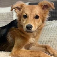 Mausi- Happy Dog sucht Happypeople, Hündin zur Adoption