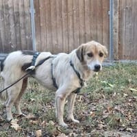 Mara sucht ihre Familie, Hündin zur Adoption